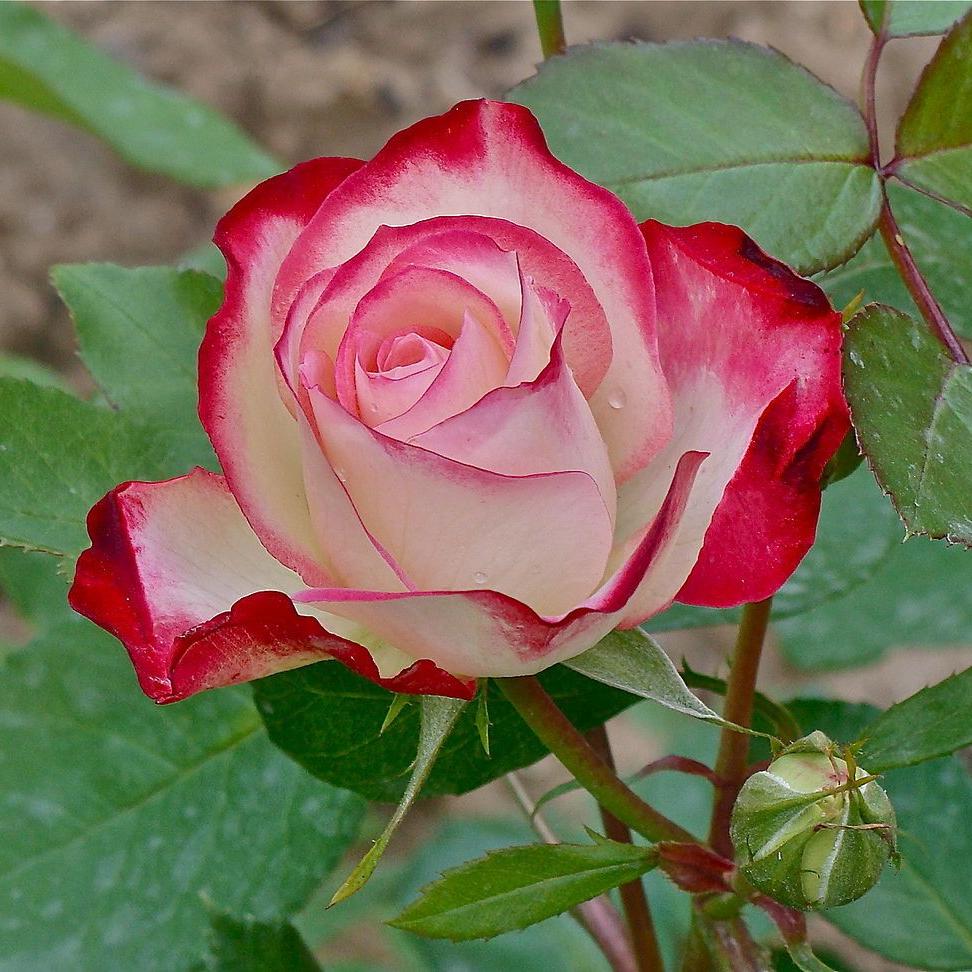 Double Delight Hybrid Tea Rose Flower seeds for Planting Garden Favorite Heirloom & GMO Free Seeds for Home Garden