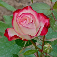 Double Delight Hybrid Tea Rose Flower seeds for Planting Garden Favorite Heirloom & GMO Free Seeds for Home Garden