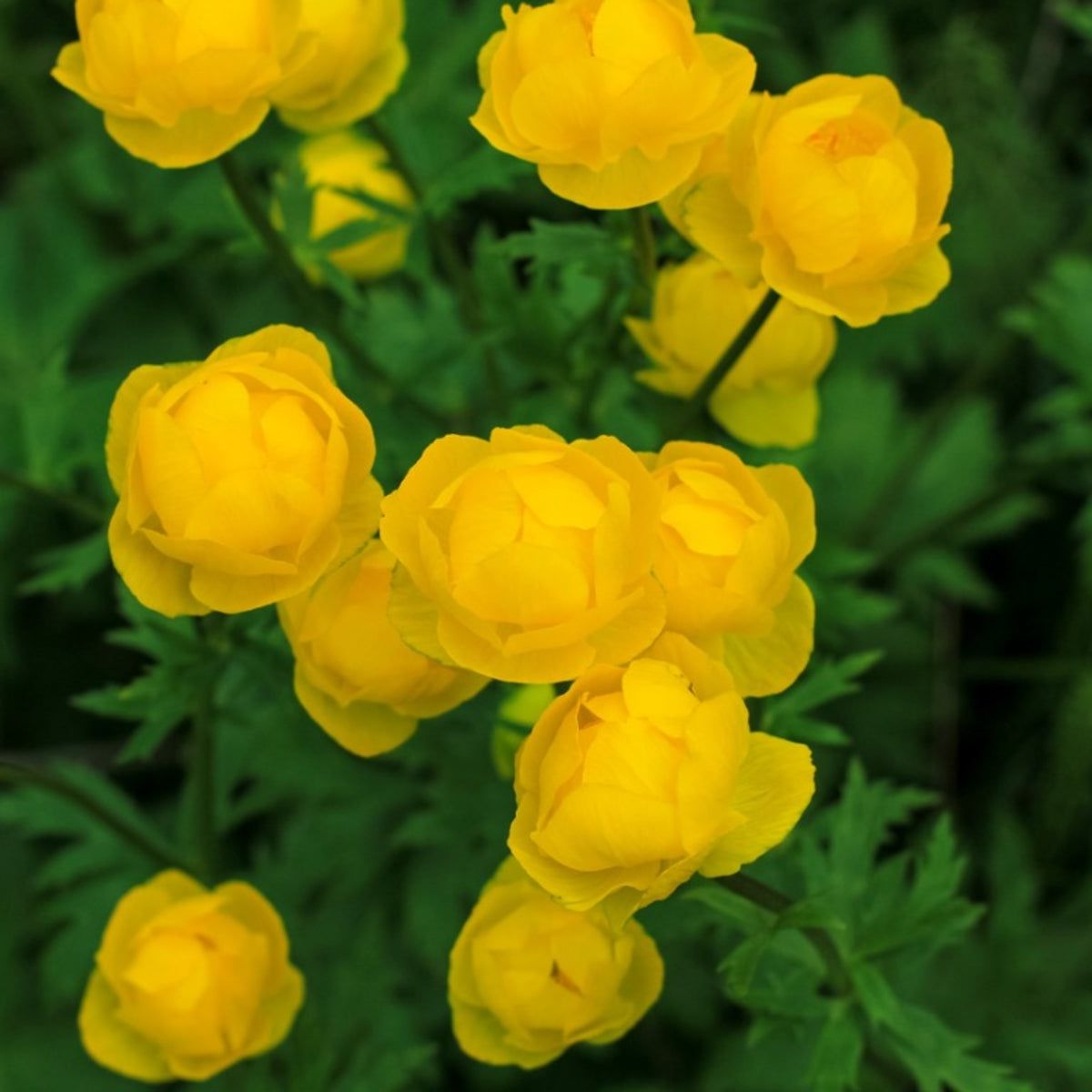 Trollius Flower Seeds  Ideal for Planting