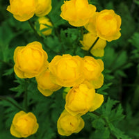 Trollius Flower Seeds  Ideal for Planting