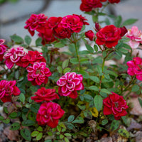 Pink Death Rose Seeds for Spring Planting