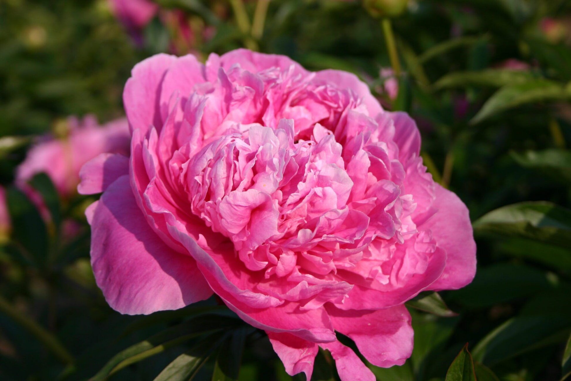 Peony Flower Seeds for Classic, Bold Garden Blooms