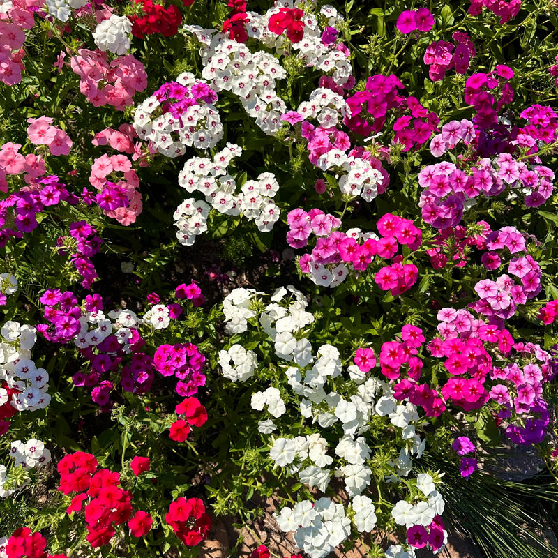 Mixed Drummond Flower seeds for Planting - Sun Loving, Heirloom & GMO Free Seeds for Home Garden