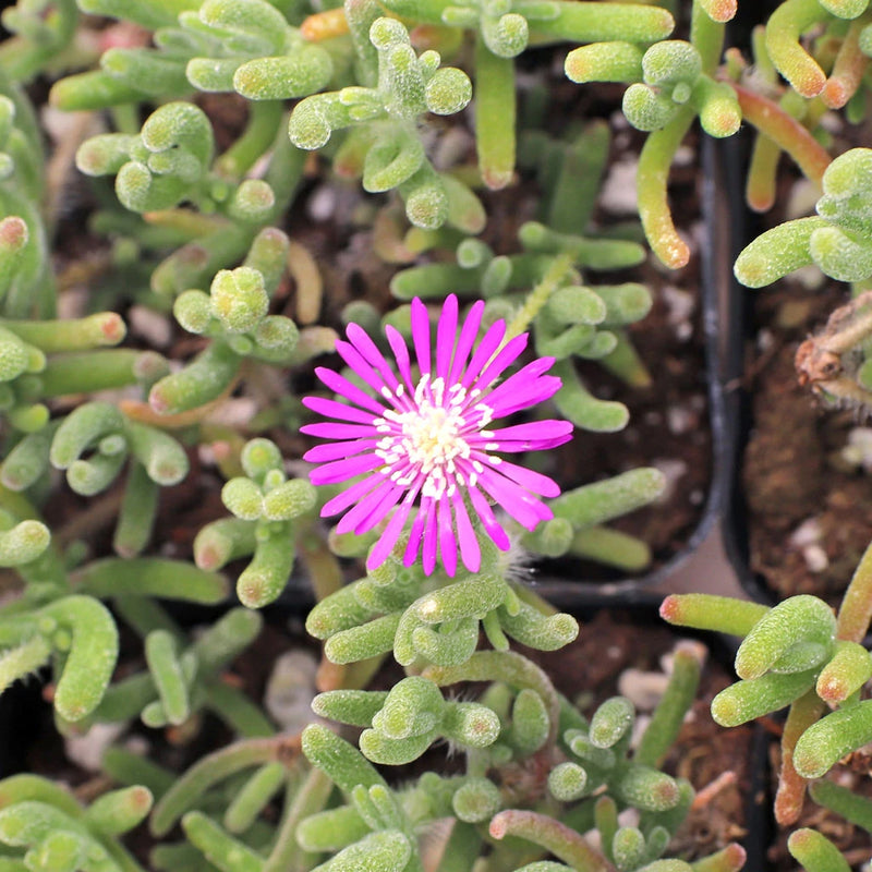 Drosanthemum Hispidum Flower seeds for Planting Wildflower Mix Heirloom & GMO Free Seeds for Home Garden