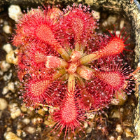 Light Pink Sundew for Planting Hardy Variety Heirloom & GMO Free Seeds for Home Garden
 
 Sale