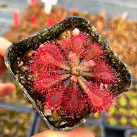 Light Pink Sundew for Planting Hardy Variety Heirloom & GMO Free Seeds for Home Garden
 
 Sale
