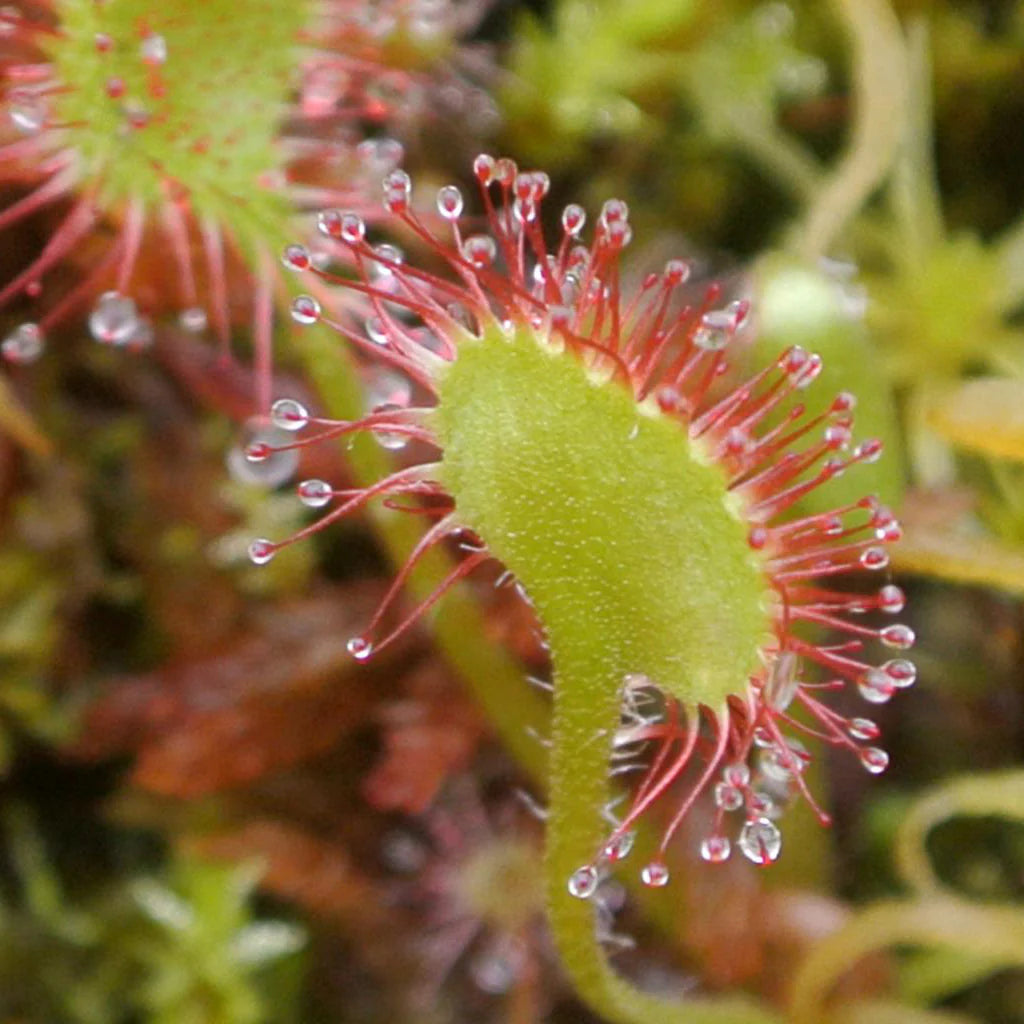 Pale Pink Sundew Flower seeds for Planting Perfect for Borders Heirloom & GMO Free Seeds for Home Garden