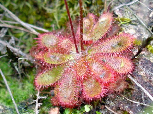 Green Red Sundew Flower seeds for Planting Fragrant Blossoms Heirloom & GMO Free Seeds for Home Garden 
 
 Sale