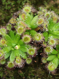 Sonnentau Clip Venus Flytrap Seeds for Planting home garden flower bed