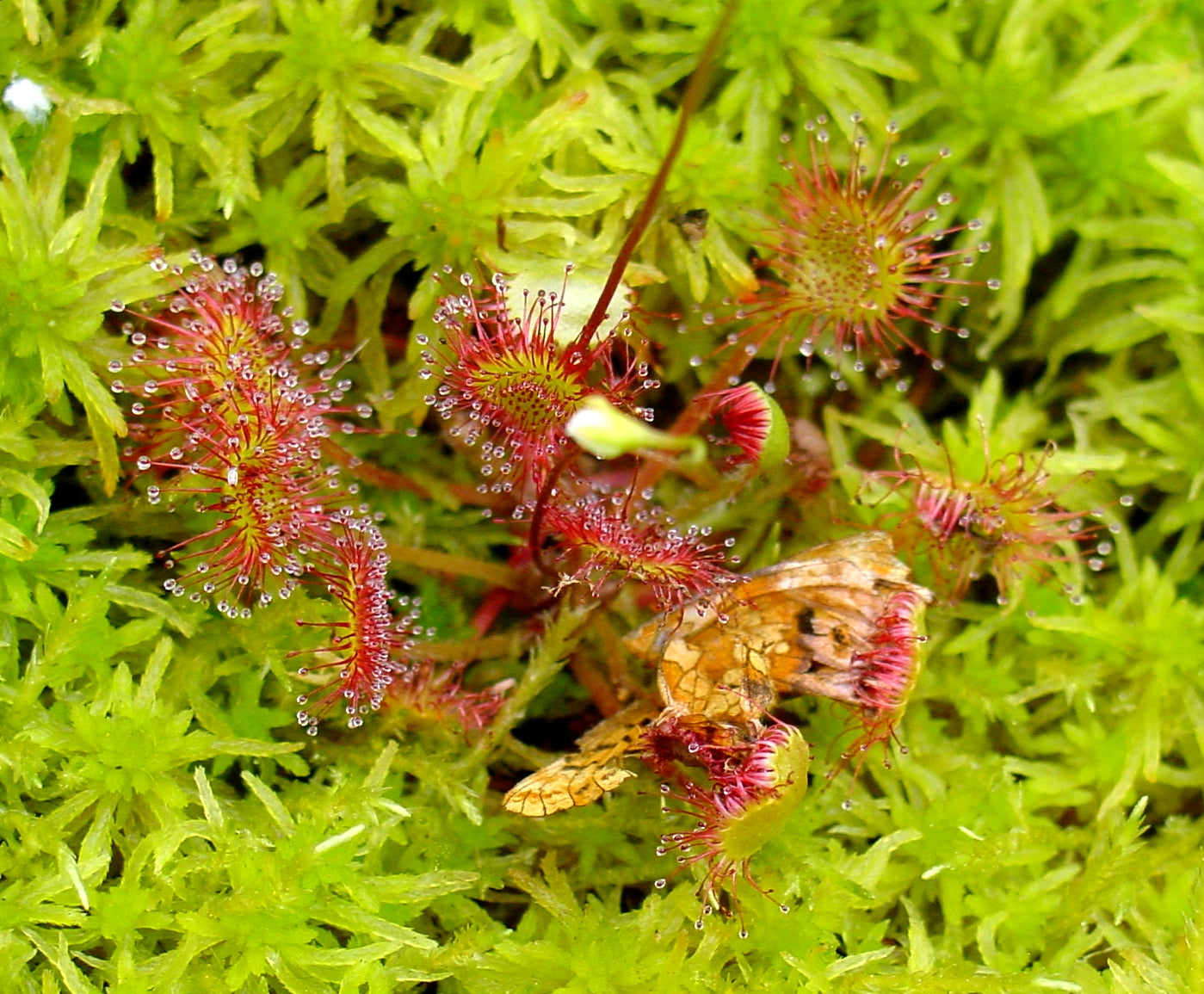 Pink Sundew Flower seeds for Planting - Bright Blooms, Heirloom & GMO Free Seeds for Home Garden