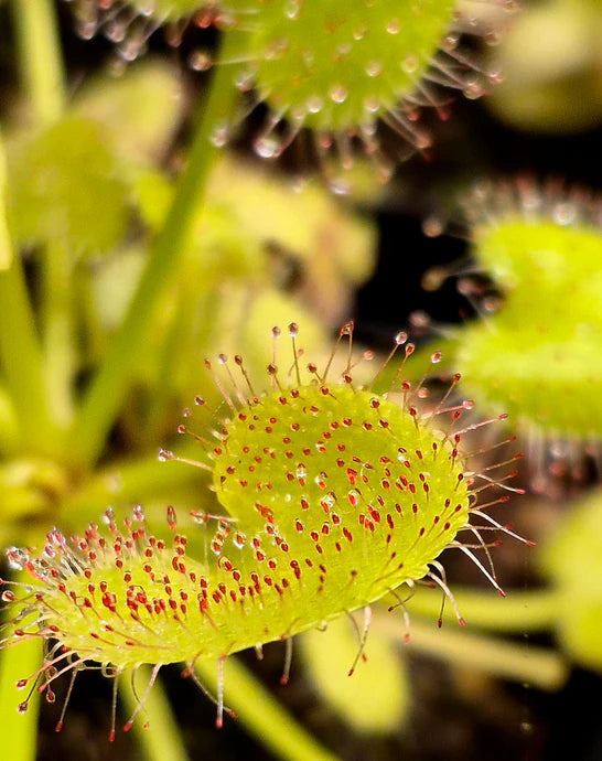 Green Hardy Sundew Flower seeds for Planting - Garden Favorite, Heirloom & GMO Free Seeds for Home Garden