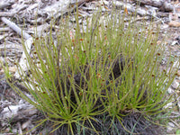 Drosophyllum Lusitanicum Carnivorous Seeds – Heirloom Non-GMO Bright Blooms for Garden Planting