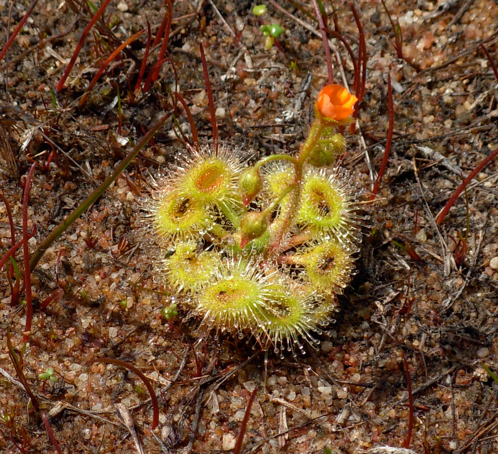 Drosera Glanduligera (Pimpernel Sundew) Flower seeds for Planting - Sun Loving, Heirloom & GMO Free Seeds for Home Garden