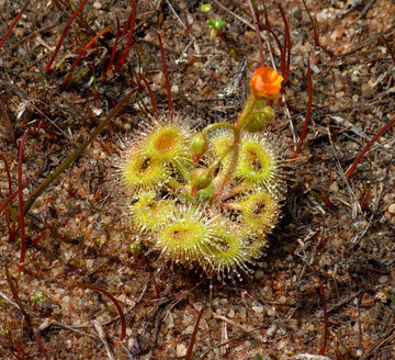 Drosera Glanduligera (Pimpernel Sundew) Flower seeds for Planting - Sun Loving, Heirloom & GMO Free Seeds for Home Garden