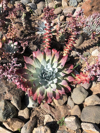 Dudleya Flower Seeds for Planting - Unique Succulent Garden Seeds