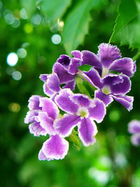 Duranta Repens Flower seeds for Planting Long Bloom Season Heirloom & GMO Free Seeds for Home Garden 
 
 Sale