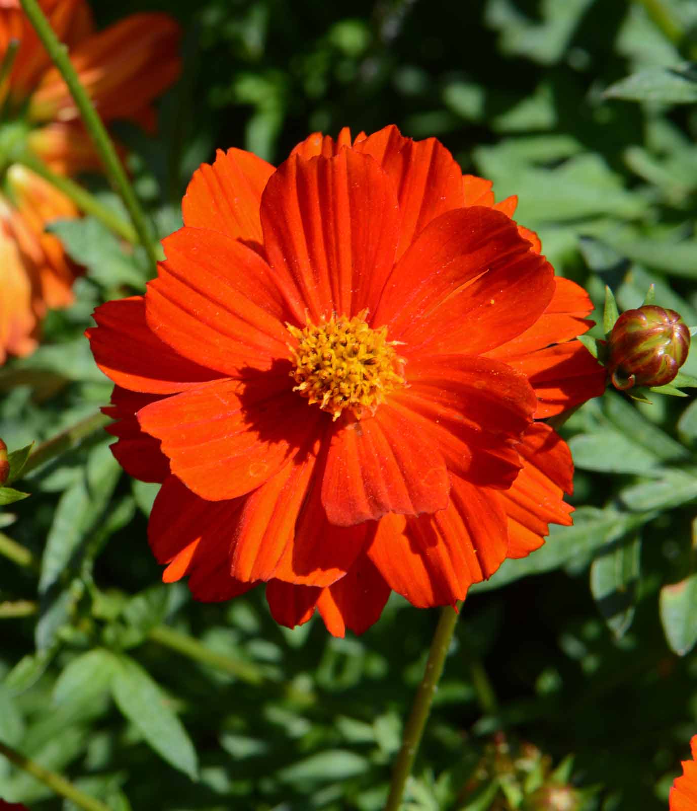 Cosmos Red Flower seeds for Planting - Bright Blooms, Heirloom & GMO Free Seeds for Home Garden