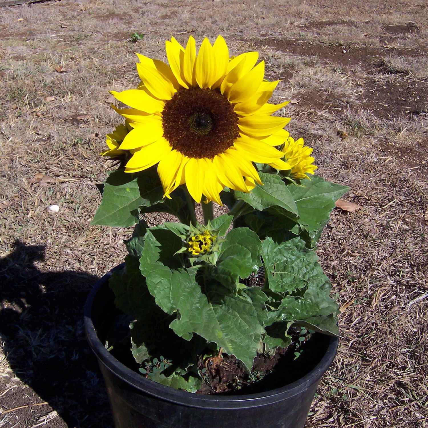 Dwarf Sunflower Seeds, Bonsai Dwarfs, Mini Indoor & Outdoor
