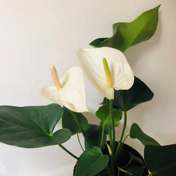 White Anthurium Flower Seeds Flower seeds for Planting Cottage Garden Essential Heirloom & GMO Free Seeds for Home Garden