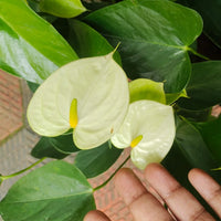 Light Green Anthurium Flower seeds for Planting Bright Blooms Heirloom & GMO Free Seeds for Home Garden