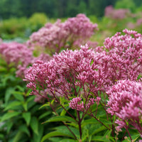 Joe Pye Flower seeds for Planting Shade Tolerant Heirloom & GMO Free Seeds for Home Garden