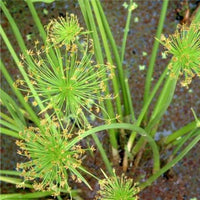 Yellow Cyperus Papyrus Flower seeds for Planting - Cut Flower Favorite, Heirloom & GMO Free Seeds for Home Garden
