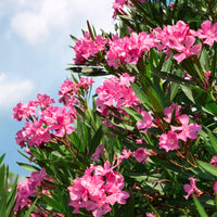 Nerium Flower seeds for Planting Pollinator Friendly Heirloom & GMO Free Seeds for Home Garden