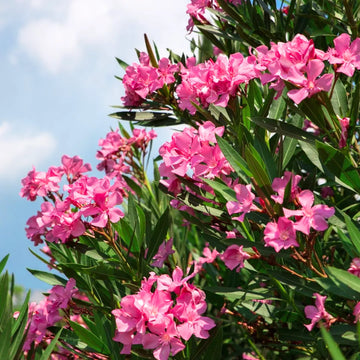Nerium Flower seeds for Planting Pollinator Friendly Heirloom & GMO Free Seeds for Home Garden