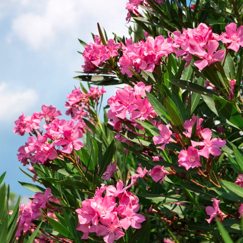 Nerium Flower seeds for Planting Pollinator Friendly Heirloom & GMO Free Seeds for Home Garden
