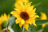 Yellow Mini Sunflower Seeds for Planting  Perfect for Garden Growth