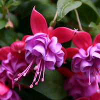 Double Petals Fuchsia Flower seeds for Planting - Cut Flower Favorite, Heirloom & GMO Free Seeds for Home Garden