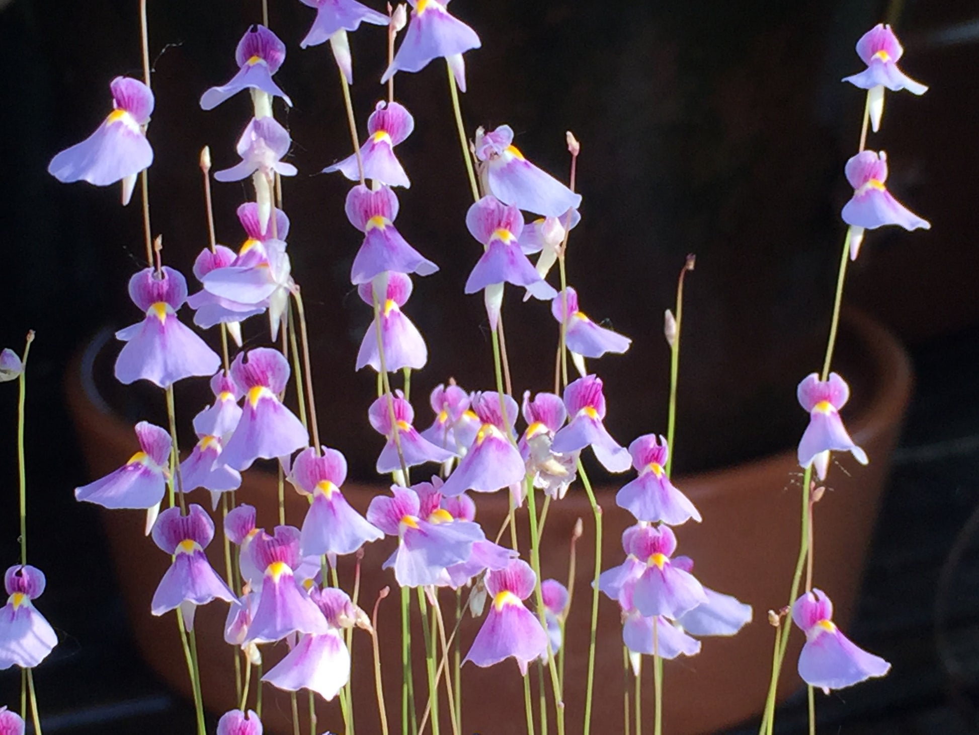 Pink Utricularia Flower seeds for Planting Hardy Variety Heirloom & GMO Free Seeds for Home Garden 
 
 Sale