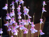 Pink Utricularia Flower seeds for Planting Hardy Variety Heirloom & GMO Free Seeds for Home Garden 
 
 Sale