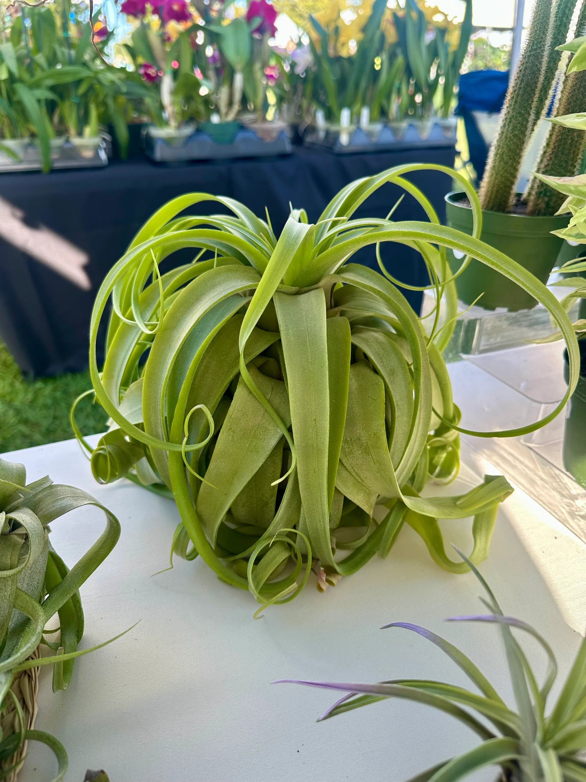 Green Tillandsia Streptophylla Flower seeds for Planting Cottage Garden Essential Heirloom & GMO Free Seeds for Home Garden 
 
 Sale
