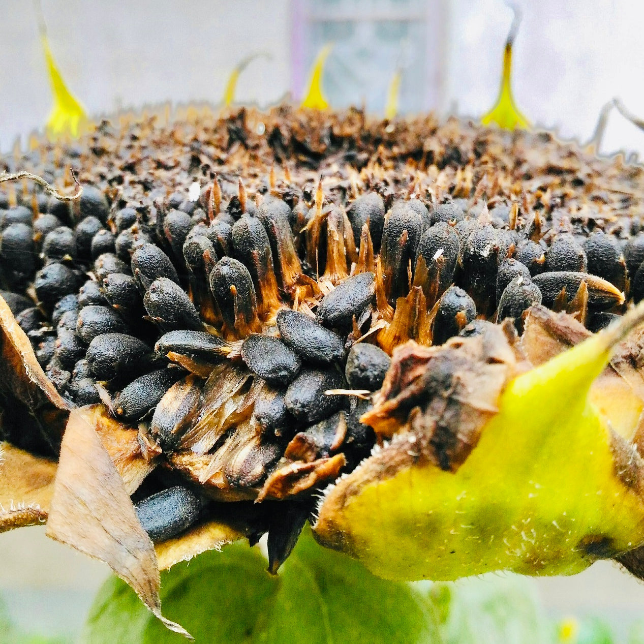 Sunflower Helianthus annuus Seeds for Planting in Garden