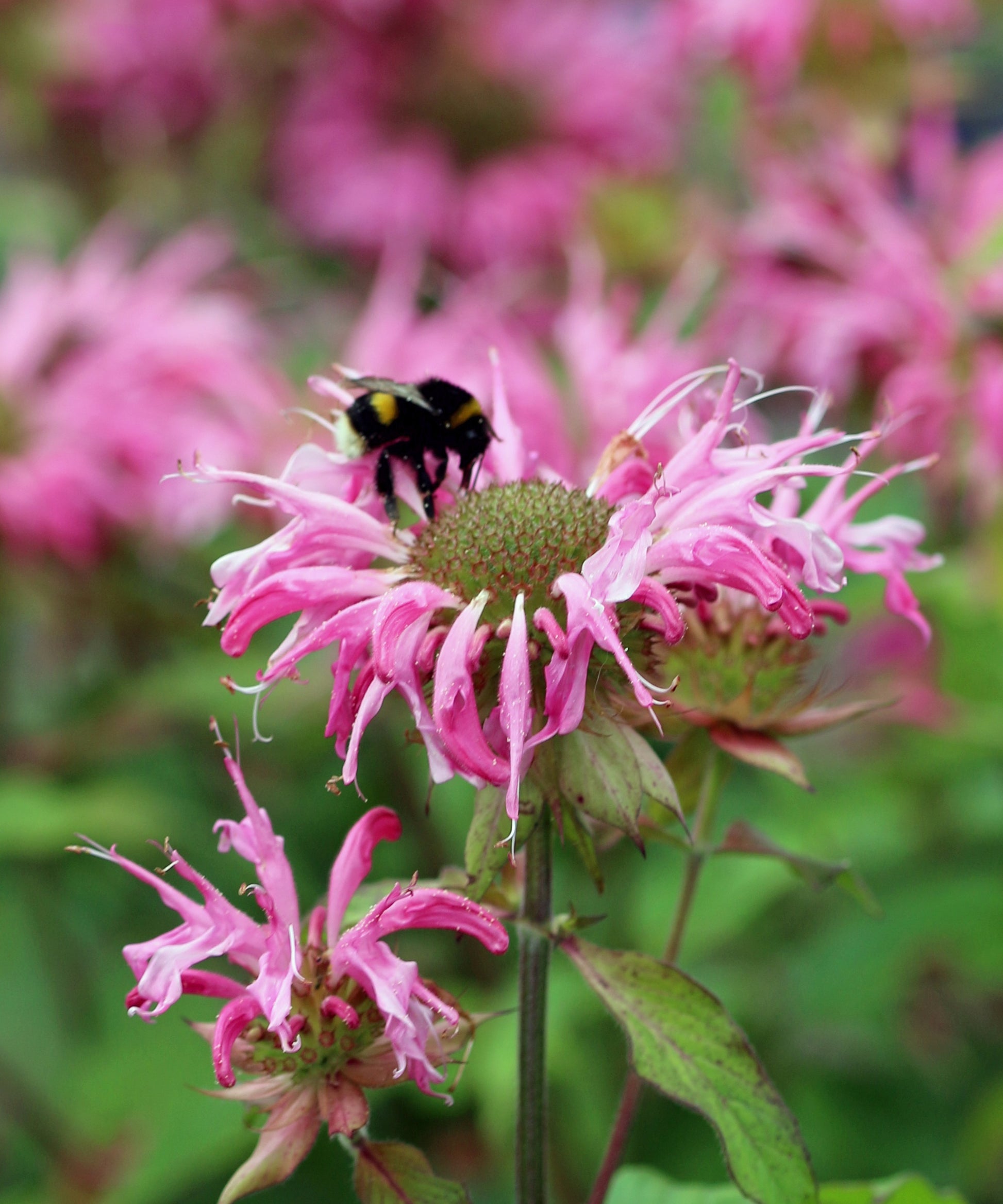 Balm Seeds for Planting home garden flower bed