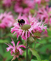 Balm Seeds for Planting home garden flower bed