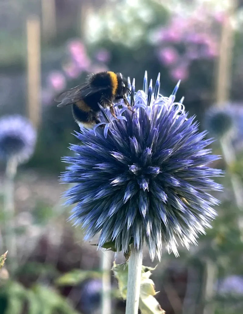 Echinops Ritro Flower seeds for Planting Perfect for Borders Heirloom & GMO Free Seeds for Home Garden 
 
 Sale