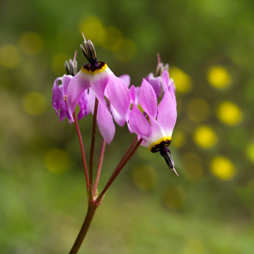 Pink White Dodecatheon Flower seeds for Planting - Compact Growth, Heirloom & GMO Free Seeds for Home Garden