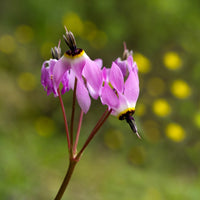 Pink White Dodecatheon Flower seeds for Planting - Compact Growth, Heirloom & GMO Free Seeds for Home Garden