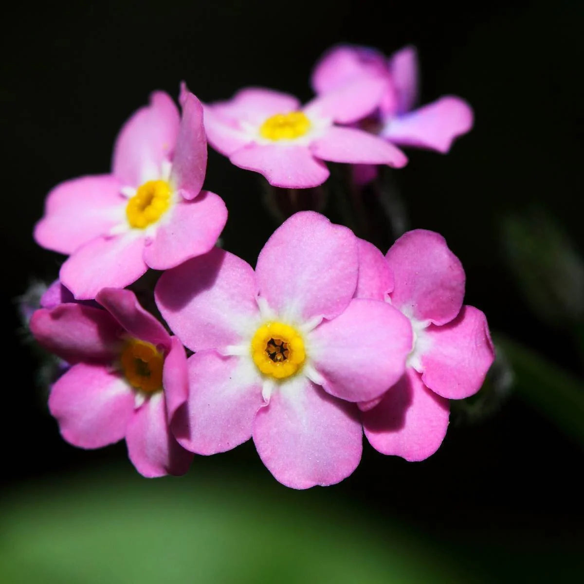 Pink Myosotis Flower seeds for Planting - Pollinator Friendly, Heirloom & GMO Free Seeds for Home Garden