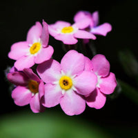 Pink Myosotis Flower seeds for Planting - Pollinator Friendly, Heirloom & GMO Free Seeds for Home Garden