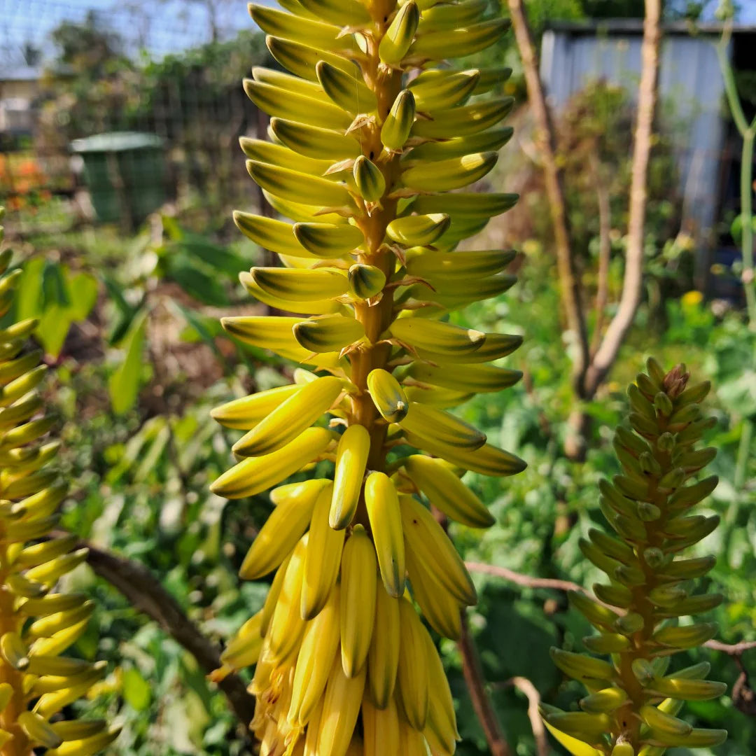 Yellow Green Aloe Flower seeds for Planting Shade Tolerant Heirloom & GMO Free Seeds for Home Garden