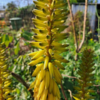 Yellow Green Aloe Flower seeds for Planting Shade Tolerant Heirloom & GMO Free Seeds for Home Garden