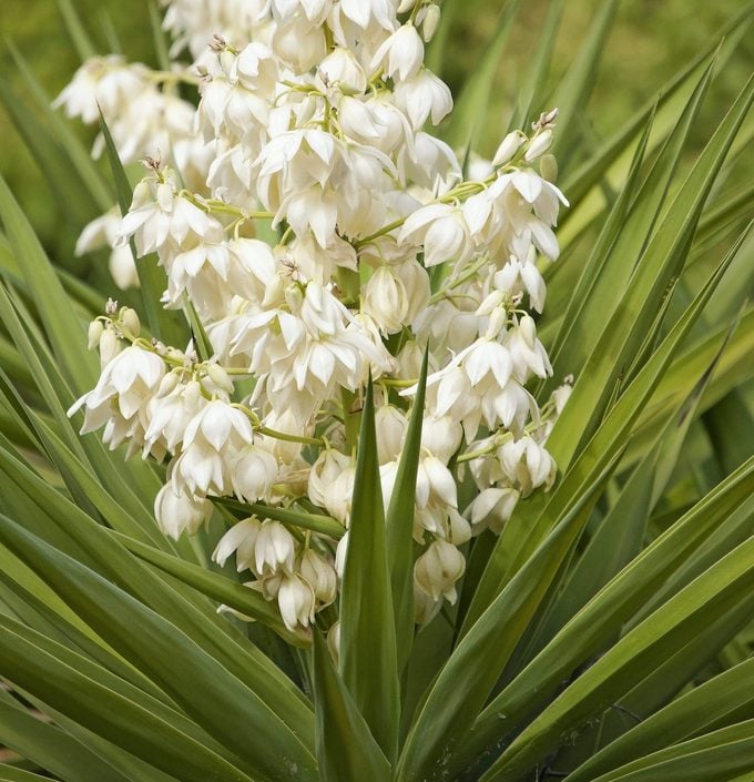 White Yucca Filamentosa Flower seeds for Planting Colorful Display Heirloom & GMO Free Seeds for Home Garden 
 
 Sale