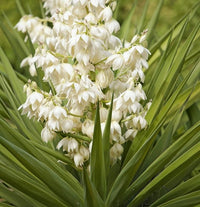 White Yucca Filamentosa Flower seeds for Planting Colorful Display Heirloom & GMO Free Seeds for Home Garden 
 
 Sale
