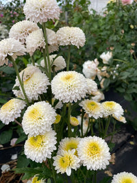 Yellow White Chrysanthemum Flower seeds for Planting - Hardy Variety, Heirloom & GMO Free Seeds for Home Garden