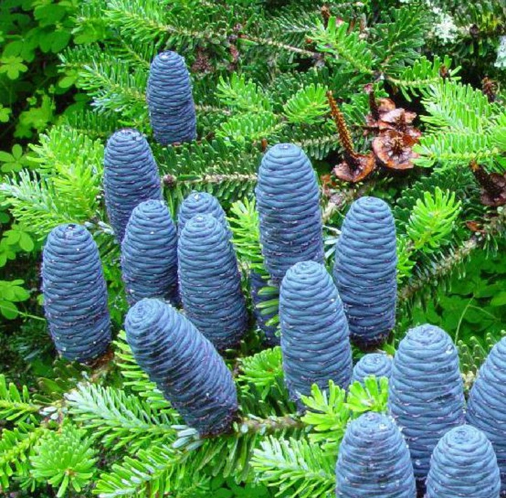 Abies Koreana Flower seeds for Planting - Shade Tolerant, Heirloom & GMO Free Seeds for Home Garden