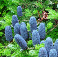 Abies Koreana Flower seeds for Planting - Shade Tolerant, Heirloom & GMO Free Seeds for Home Garden