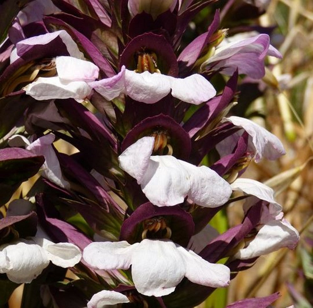 Purple White Acanthus Flower seeds for Planting Perfect for Borders Heirloom & GMO Free Seeds for Home Garden 
 
 Sale